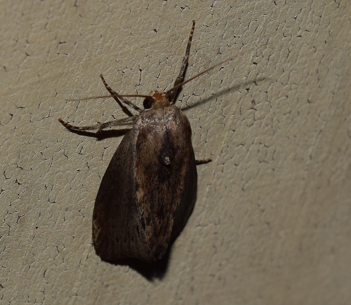 Galleria mellonella (Pyralidae)?